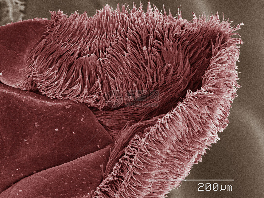 蟑螂嘴部的彩色SEM图片