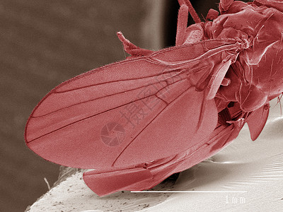 显微镜下的苍蝇标本图片