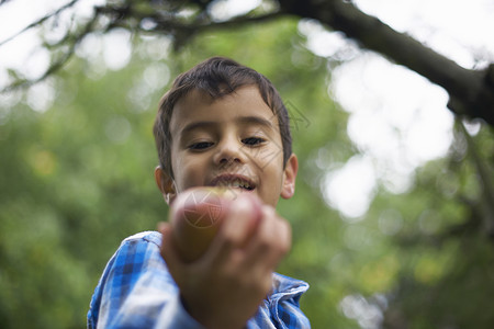 花园里的男小孩拿着苹果在花园里图片
