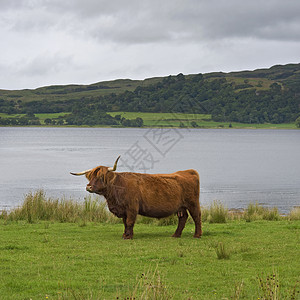 在草园上的苏格兰高地牛图片