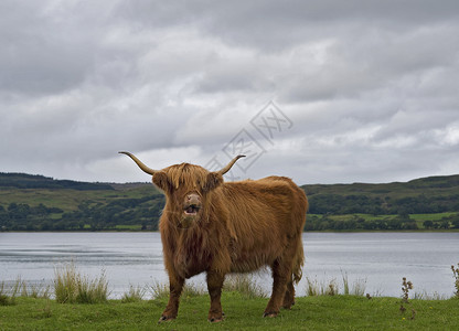 在草园上叫的苏格兰高地牛图片