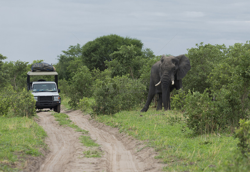 非洲大象Loxodontaafriafana靠近Safari吉普车图片