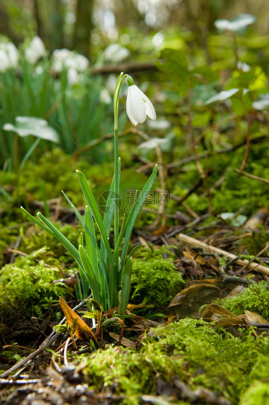 雪滴和苔稼图片