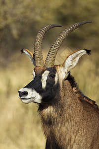南非雄羚羊的肖像图片