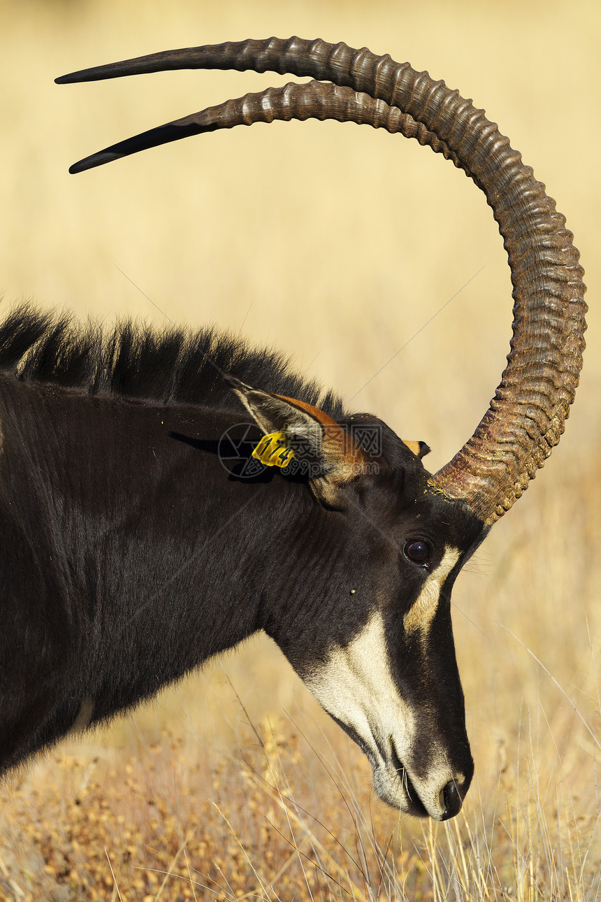 南非雄黑貂羚羊Hippotragusniger肖像图片