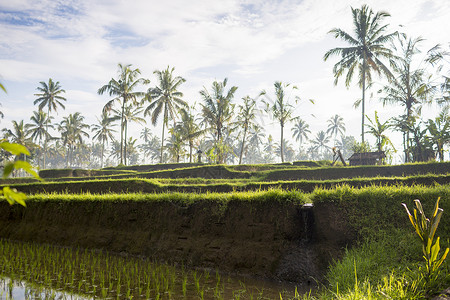 印度尼西亚巴厘乌布德附近的油田图片