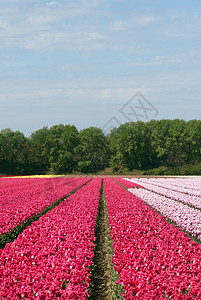 盛开鲜花的荷兰图片