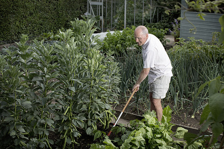 年长的老人在整理他的菜园图片