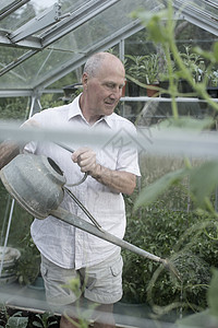 老年男子在温室里给植物浇水图片