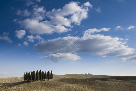 意大利托斯卡纳省瓦莱德奥西亚市锡耶纳西普勒斯树图片