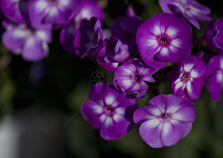 植物苗圃上用紫花贴近盆栽植物图片
