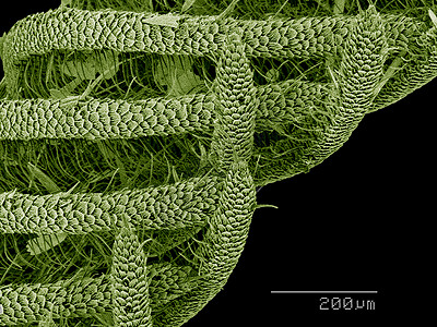 鳞翅目蛾触角扫描电镜图片