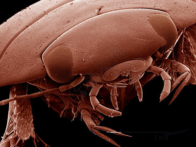 DytiscidaeSEM潜水甲虫头目高清图片