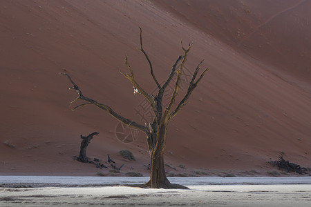纳米比亚索苏夫莱公园前沙丘的死树图片