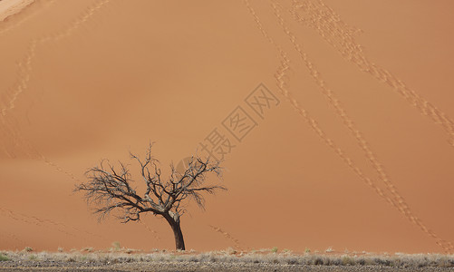 纳米比亚索苏夫莱公园沙丘前的死树图片