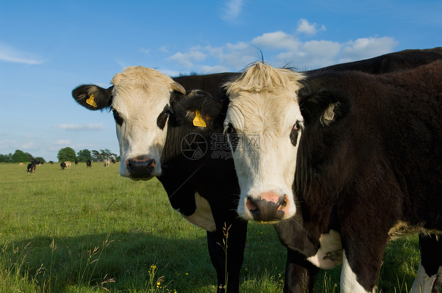 两头奶牛在野外图片