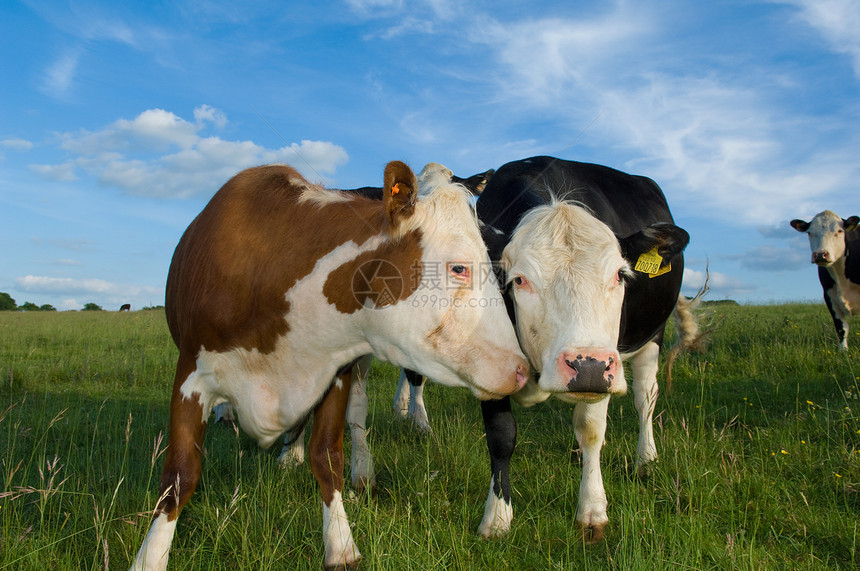 两头牛在草地上图片
