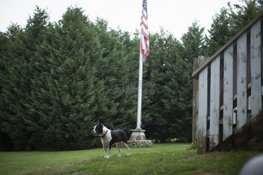 美国北卡罗来纳州康花园警卫犬图片