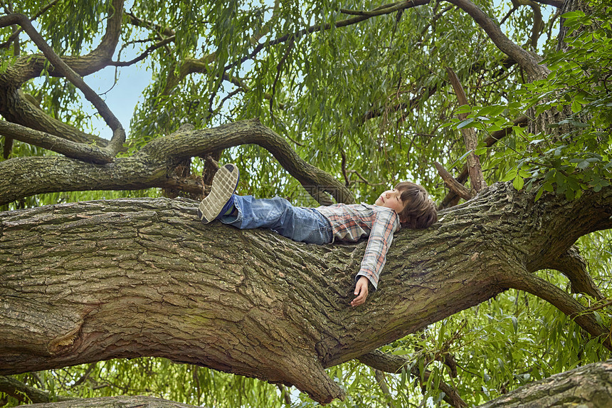 男孩躺在树木的枝干上图片