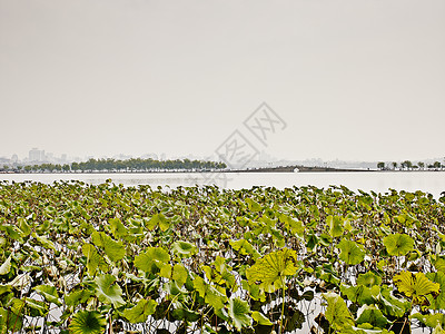 浙江杭州西湖的全景图片