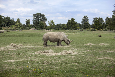 野生动物公园的犀牛图片