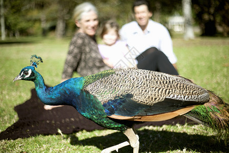 在新西兰公园的孔雀动物高清图片素材