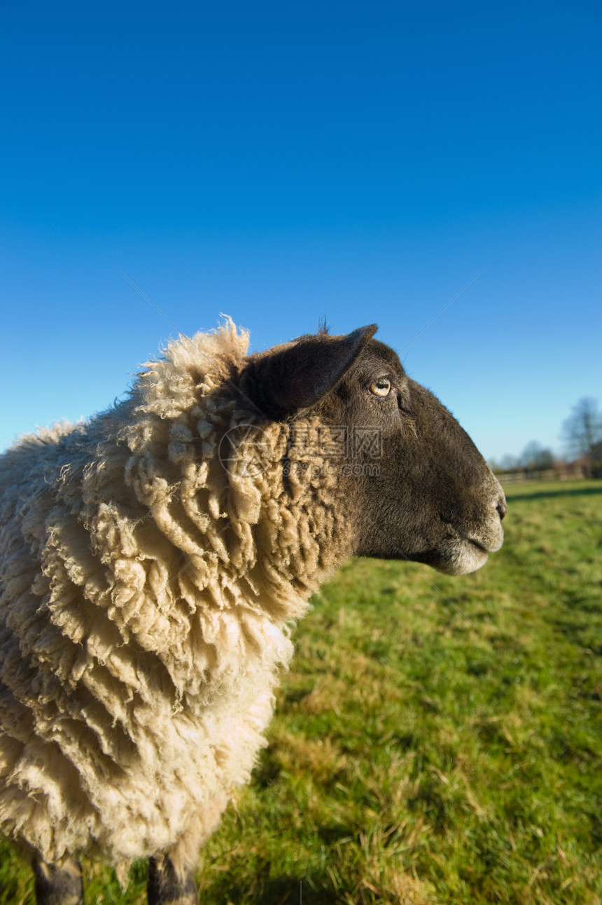 农村的绵羊图片