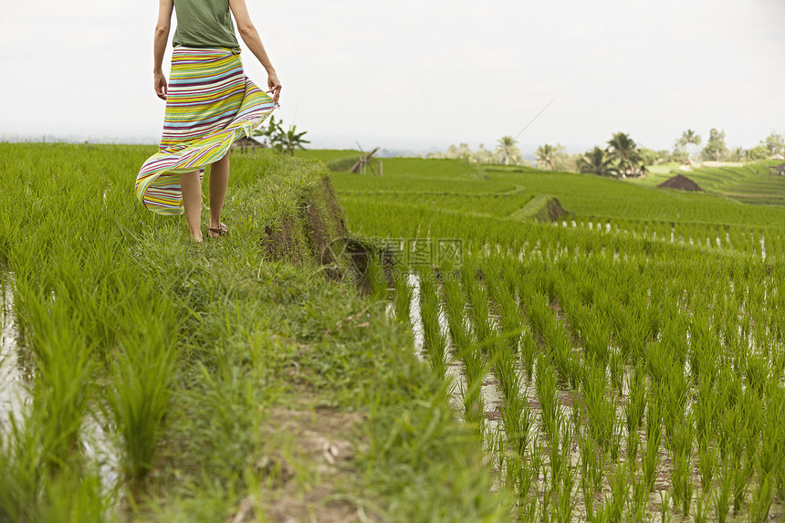 在印度尼西亚巴厘稻田散步的女人图片