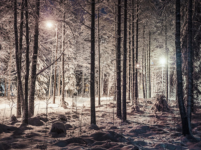 白雪森林的晚上夜景图片