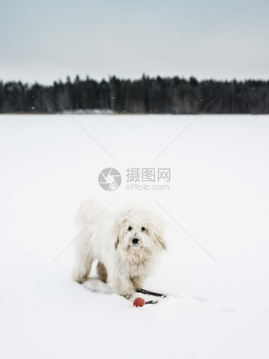 雪中的小狗图片