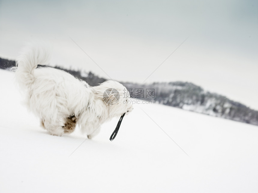 雪地里奔跑的狗图片