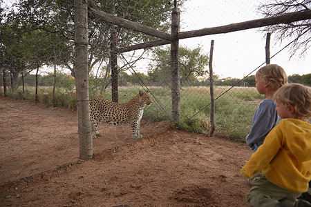 野生动物园观看豹子的男孩图片