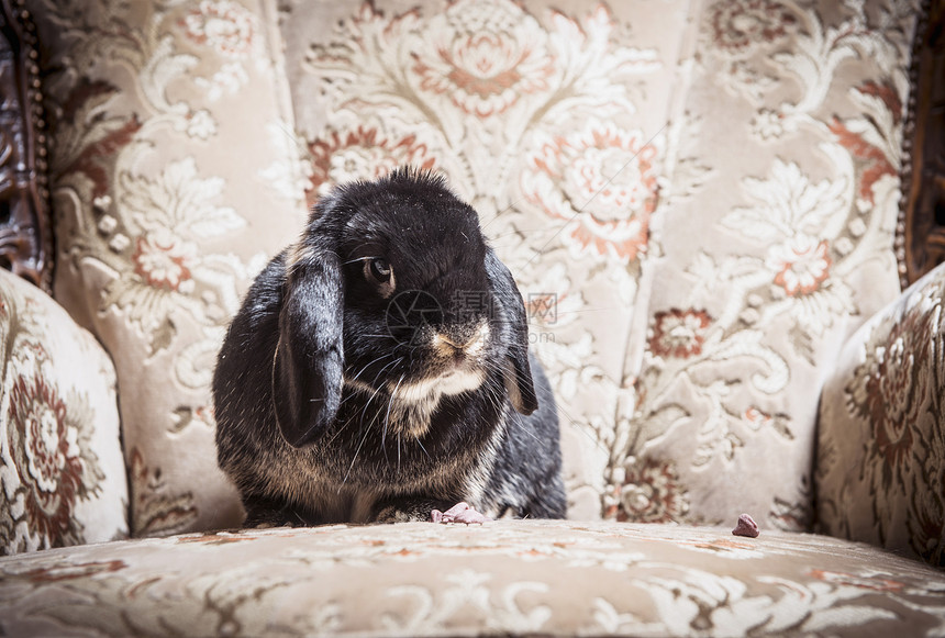 兔子坐在椅上的肖像图片