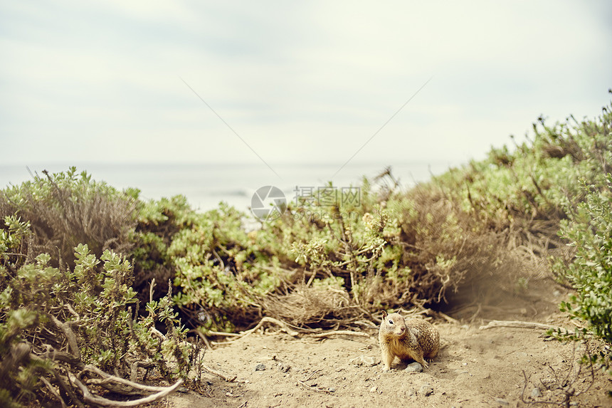 美国加利福尼亚州大苏尔悬崖顶的加地松鼠图片