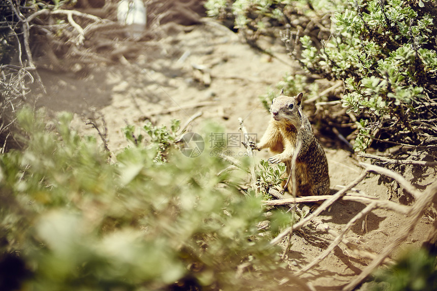 美国加利福尼亚州地松鼠图片