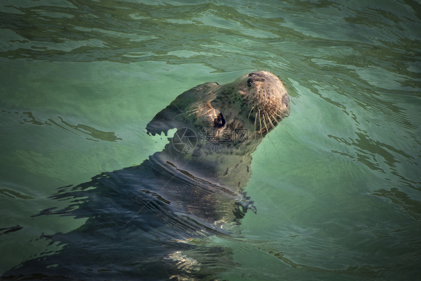 浮在水面的海狮图片