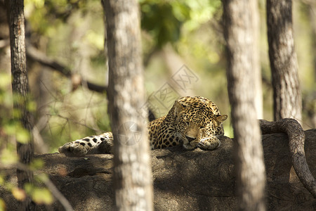 印度中央邦萨特普拉公园里休息的豹子图片