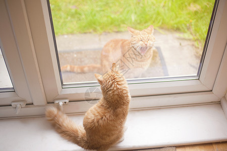 窗沿从窗台上往下看的姜汤猫在花园里又一只姜汤猫背景