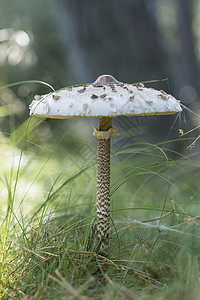 在草地上生长的细杆白色蘑菇侧视图图片