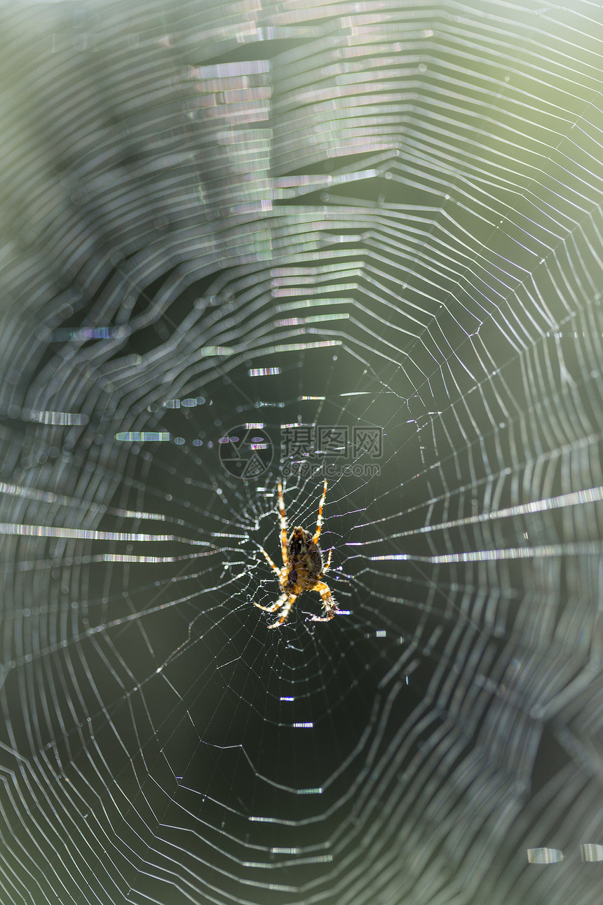 在户外日光中蜘蛛紧贴蛛网中心图片