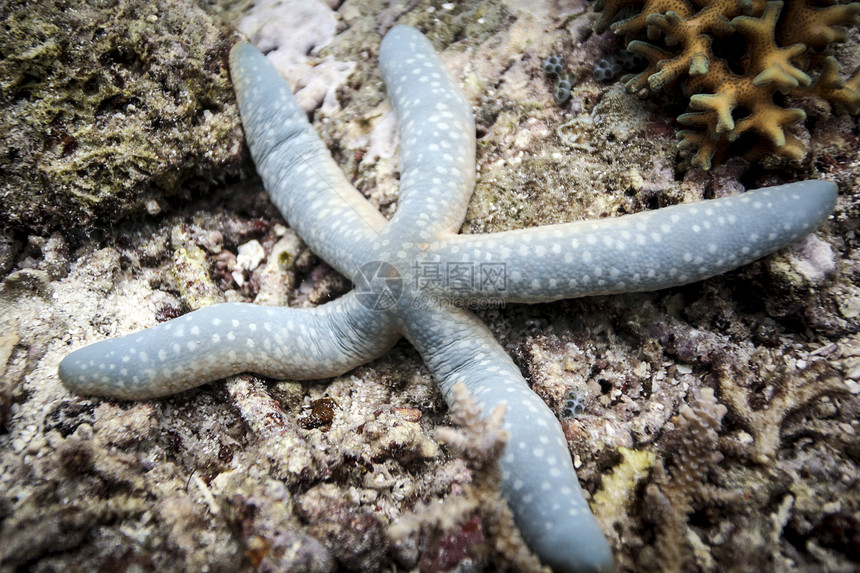 印度尼西亚巴布珊瑚礁上的蓝海星图片