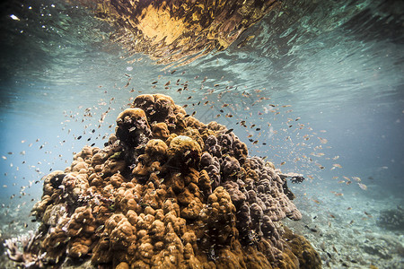 印度尼西亚西巴布亚岛水下被鱼包围的珊瑚岛图片