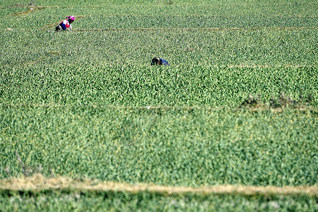 在稻田里收割水稻的农民图片