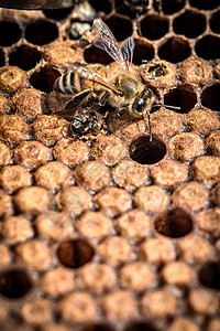 蜜蜂窝的帮助另一只蜜蜂从椰子里出来背景