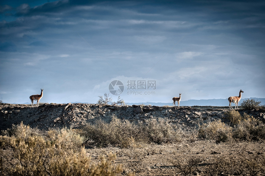 阿根廷圣胡安省ValledelaLuna地平线Guanaco的侧面视图图片