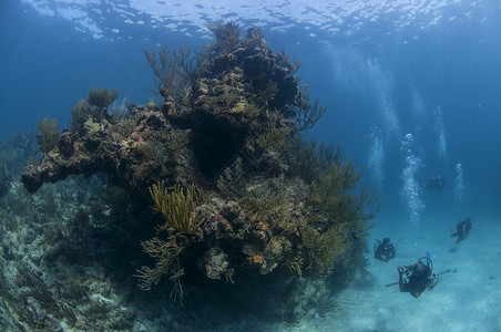 一群戴着水肺的潜水员在巨大的珊瑚头旁游泳高清图片