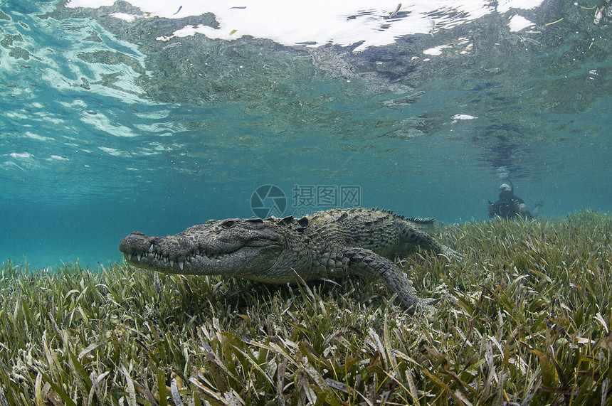 墨西哥金塔纳罗奥海草上的水下鳄鱼图片