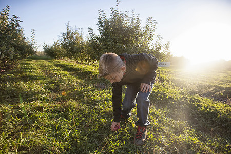 男孩在果园弯曲从草地上捡起苹果高清图片