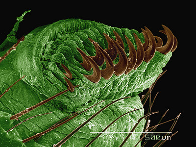 角虫蝶科的彩色扫描电镜照片图片