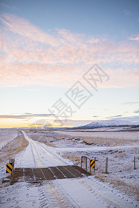 冰岛积雪覆盖的乡村公路牛群网图片